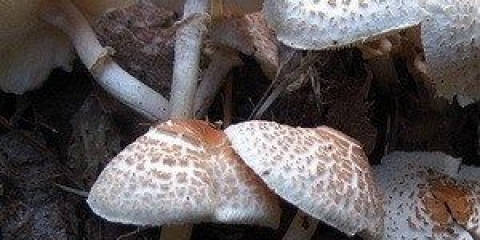 Češalj za kišobran (češalj za lepiota): opis i fotografija