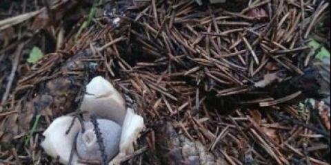 Zvjezdica sa četiri oštrice (gestrum sa četiri oštrice): fotografija i opis