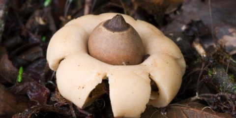 Schmiedelova zvijezda: fotografija i opis