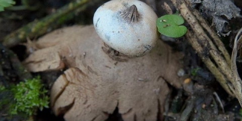 Okrunjen u obliku zvijezde: fotografija i opis