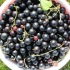 21 Sorta crne ribizle, krupnoplodna i slatka - najbolja krupna
