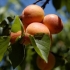 Apricot alesha