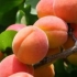 Apricot zhigulevsky