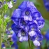 Akonite arends (aconitum carmichaelii arendsii): fotografija i opis