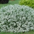 Snježne princeze alyssum (lobularia snježna princeza): fotografija, opis, recenzije