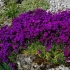 Aubretia (brijanje) višegodišnja: sadnja i njega, fotografija cvijeća u cvjetnoj gredici