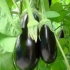 Patlidžan ljubičasto čudo f1