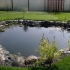 Duck pool