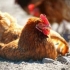 Bolesti pilića i njihovi simptomi, liječenje se prenose na ljude