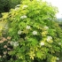 Elder aurea