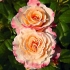 Čajno-hibridna sorta božur ruže akvarel (akvarel)