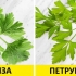 Koja je razlika između korijandera (korijandera) i peršuna