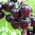 Cherry drozdovskaya
