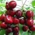 Cherry syubarovskaya