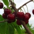 Cherry tyutchevka