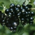 Suvo grožđe crne ribizle