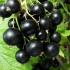 Crna ribizla snažna