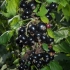 Crna ribizla nara