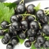 Perun od crne ribizle