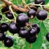 Crna ribizla vologda