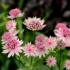 Cvijeće astrantia: fotografija, sadnja i njega