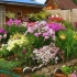 Jednogodišnje cvijeće za cvjetne gredice: fotografija s imenima