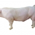 Duroc - pasmina svinja: karakteristike, fotografija