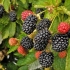 Blackberry thornfree