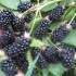 Blackberry brzezina