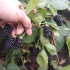 Blackberry natchez