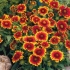 Gaillardia arizona sun: opis sorte, sadnja i uzgoj