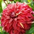 Dahlia bohemian spartacus