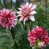 Dahlia santa claus