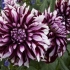 Dahlia tartan