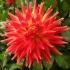 Dahlia march