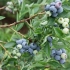 Blueberry bluegold