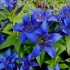 Gentian: sadnja i njega na otvorenom polju, vrste i sorte sa fotografijama, primjena