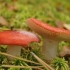 Kavijar od gljiva russula: recepti za zimu