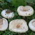 Bijele pečurke (bijeli valovi): recepti i metode za pripremu jela od gljiva