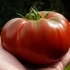 Karakteristike i opis sorte paradajz monomak šešira
