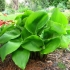 Hosta giant