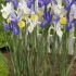 Nizozemski lukovičasti iris: sadnja i njega, fotografije, recenzije