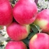 Jabuka zhigulevskoe