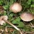 Entoloma prikupljena: fotografija i opis