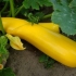 Zucchini yellow banana f1