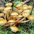 Kako izgledaju lažne pečurke