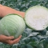 Ancoma cabbage