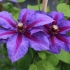 Clematis mrs. Thompson: opis, grupa za orezivanje, fotografija