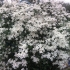 Clematis peckasti sitnocvjetni bijeli