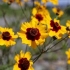 Coreopsis - opis, sadnja i njega